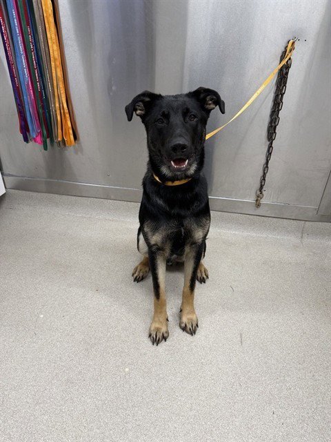 *HOGAN - German Shepherd Dog available for adoption