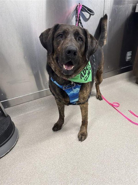 SHADOW - Mastiff / Labrador Retriever available for adoption