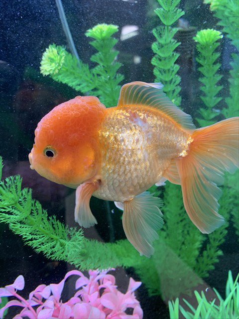 WHOOPIE GOLDBERG *GOLDIE* Image