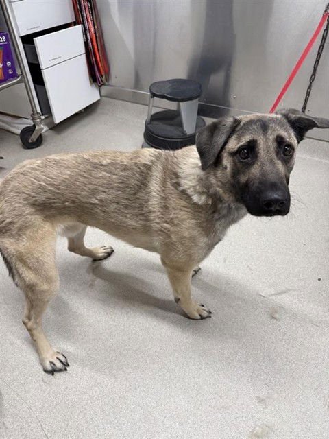 BEAR - German Shepherd Dog / Chow Chow available for adoption