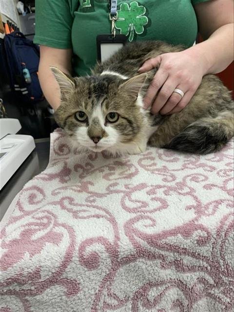 SIMBA - Domestic Medium Hair available for adoption