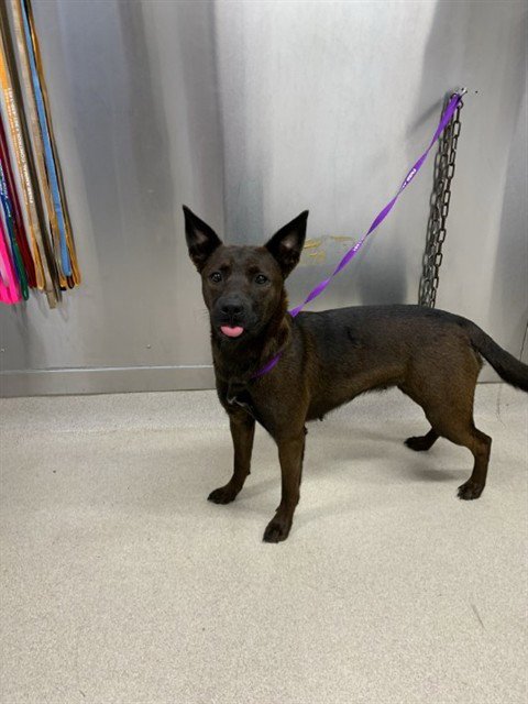 LILLY - Belgian Shepherd Malinois / Husky available for adoption