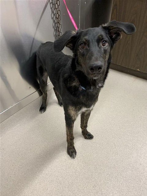 BENTLEY - Husky / Labrador Retriever available for adoption