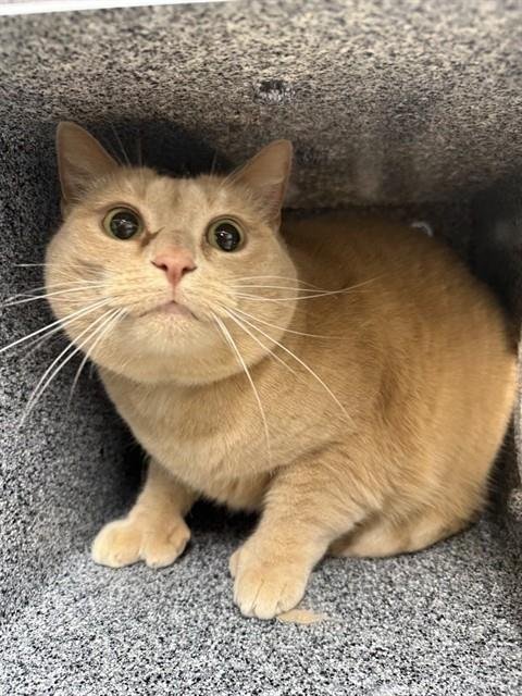 ATHENA - Domestic Short Hair available for adoption