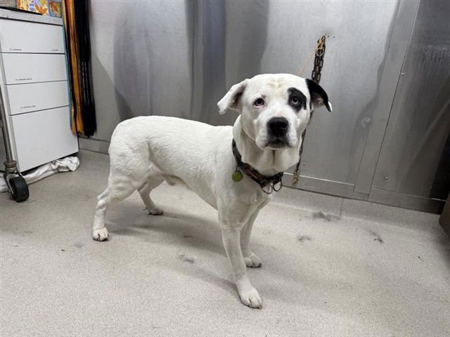 LITTLE BOY BOO - American Bulldog / Husky available for adoption