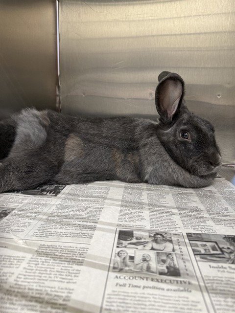 ALEXI - Shorthaired Rabbit available for adoption