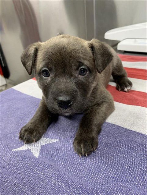 *FRENCHIE - Pit Bull Terrier available for adoption