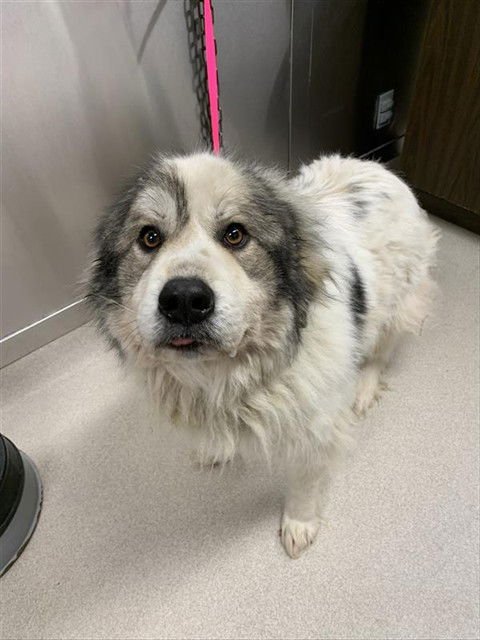 IVY - Great Pyrenees available for adoption