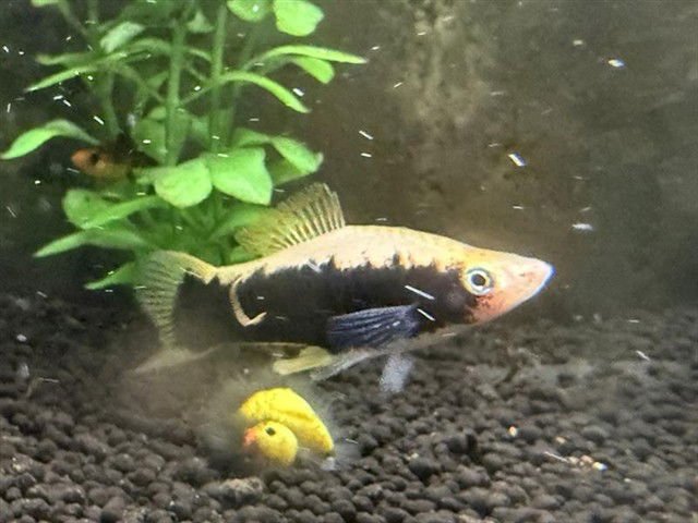 *FRED - Fish available for adoption