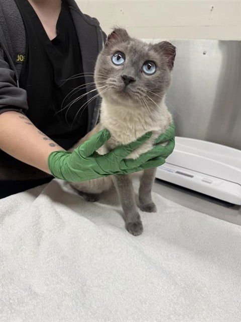 *WASABI - Domestic Short Hair available for adoption