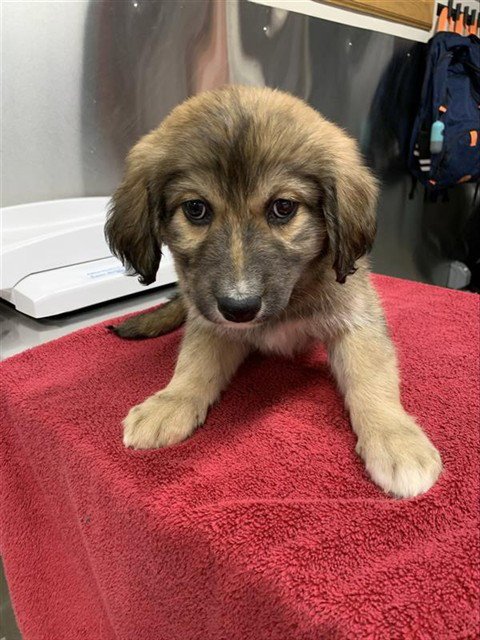 *KEESHA - Husky / Labrador Retriever available for adoption