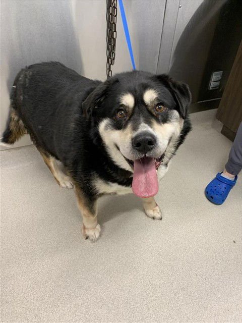 REBEL - Husky available for adoption