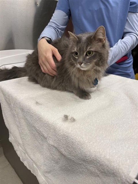 FIONA - Domestic Long Hair available for adoption