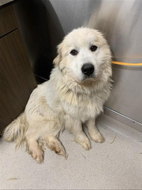 BATHSHEBA - Great Pyrenees available for adoption