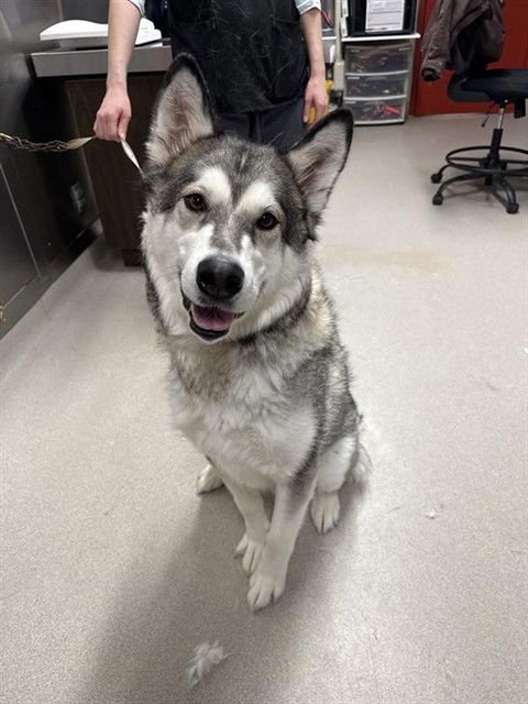 SOUR - Alaskan Malamute available for adoption