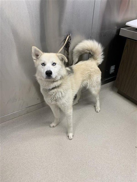 MATER - Siberian Husky / Great Pyrenees available for adoption