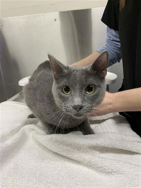 JUNIPER - Domestic Short Hair available for adoption