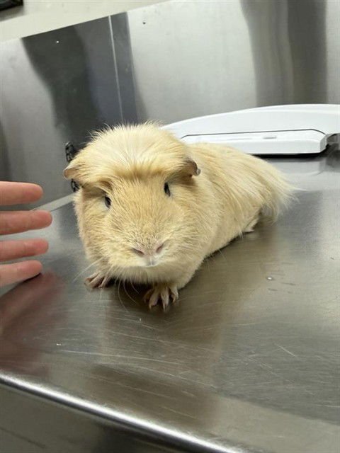 VANILLA - Guinea Pig available for adoption