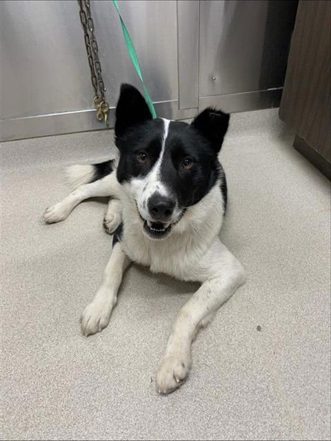 *CLAY - Husky / Karelian Bear Dog available for adoption