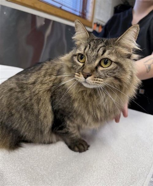 PETUNIA - Domestic Medium Hair available for adoption