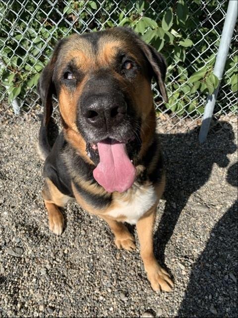 PUMBA - Bloodhound / German Shepherd Dog for adoption in Fairbanks