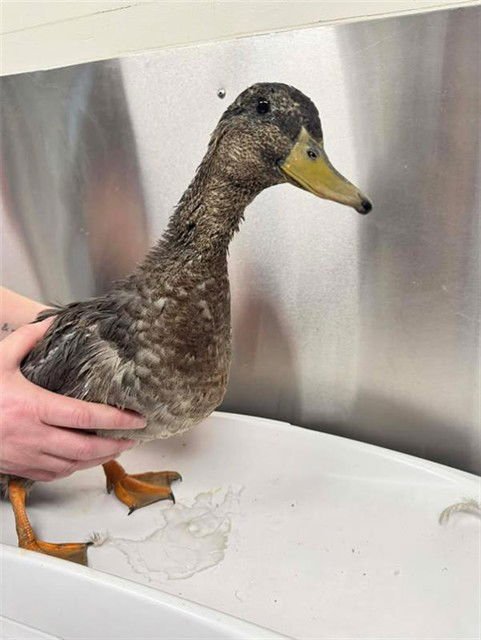 *WIGGLES - Duck / Mallard available for adoption