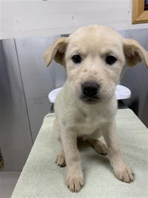 *KATJA - Husky available for adoption