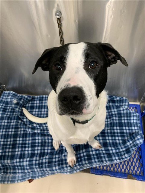 MASON - Pit Bull Terrier for adoption in Fairbanks