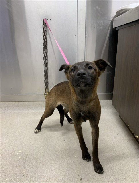 DOTTIE - Belgian Shepherd Malinois / Husky available for adoption