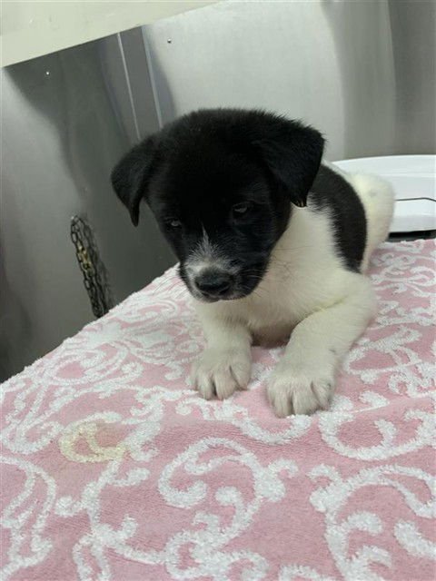 OLAF - Labrador Retriever / Husky available for adoption