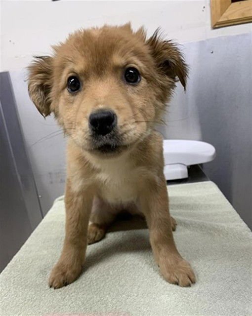 RED - Husky available for adoption