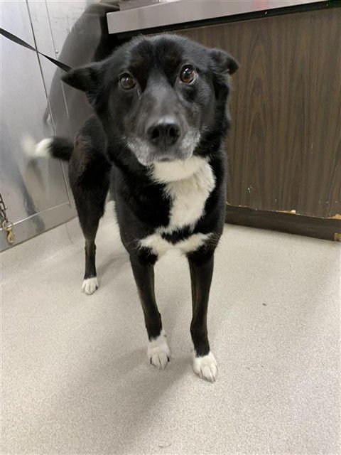 *VIENNA - Husky available for adoption