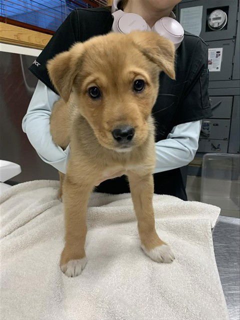 *WILD - Husky available for adoption