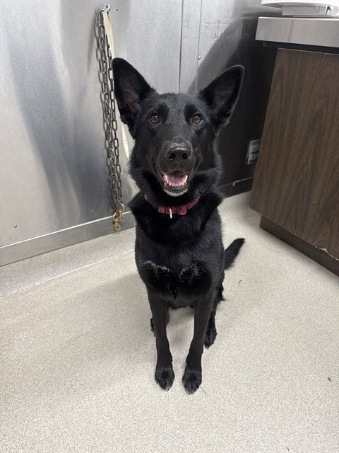 LILY - German Shepherd Dog available for adoption