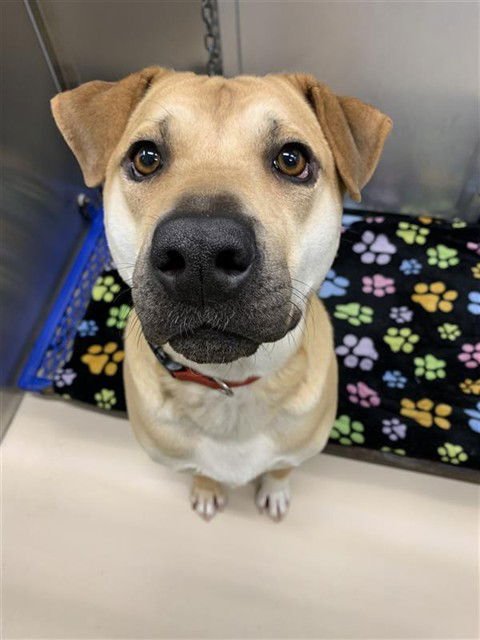 MYA - Chinese Shar-Pei / Rottweiler available for adoption