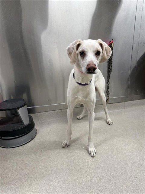 HERMES - Husky / Hound available for adoption