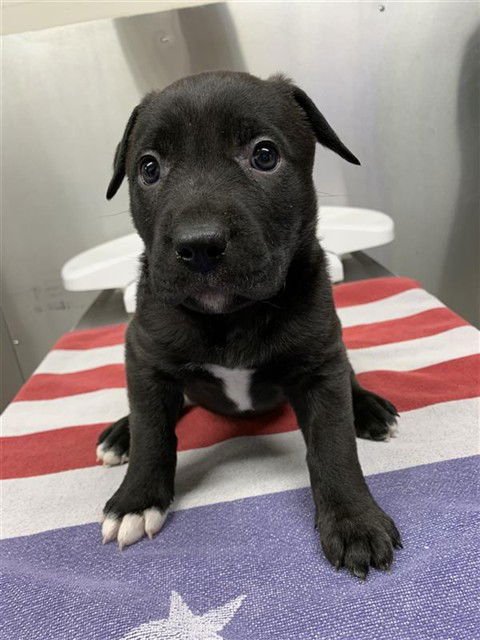 *RHONDA - Pit Bull Terrier available for adoption