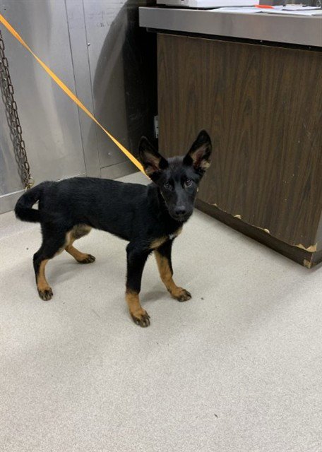 MALI - German Shepherd Dog / Husky available for adoption