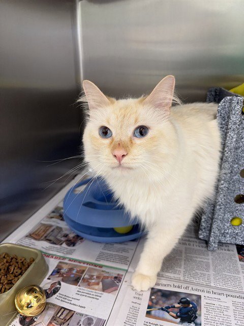 PABLO - Domestic Medium Hair available for adoption