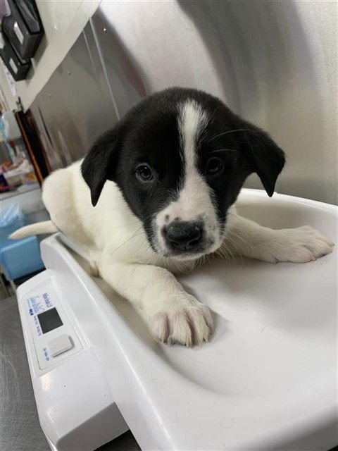 FROSTY - Labrador Retriever / Husky available for adoption