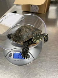SQUIRT - Photo 1