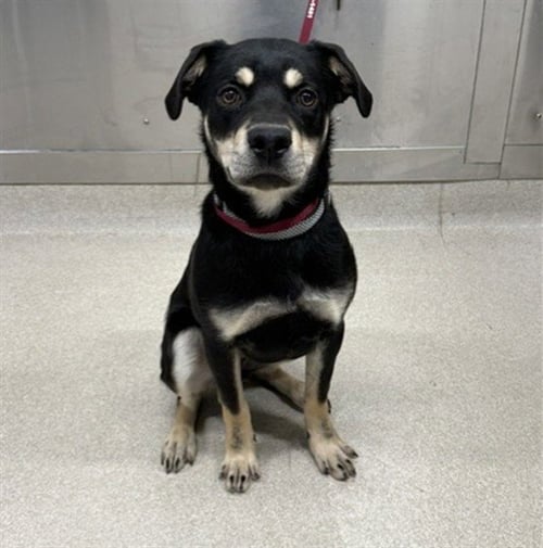 JASPER - Rottweiler / German Shepherd Dog available for adoption