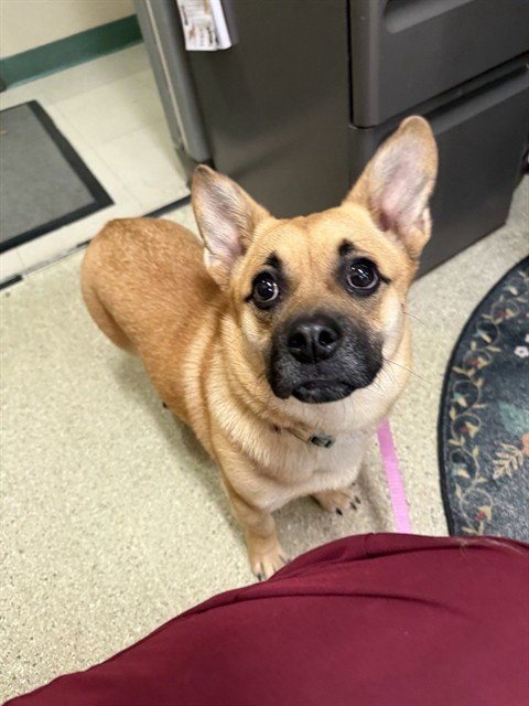 LULU - Pug / Pembroke Welsh Corgi available for adoption