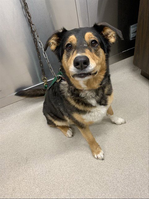 ENDY - Australian Shepherd available for adoption