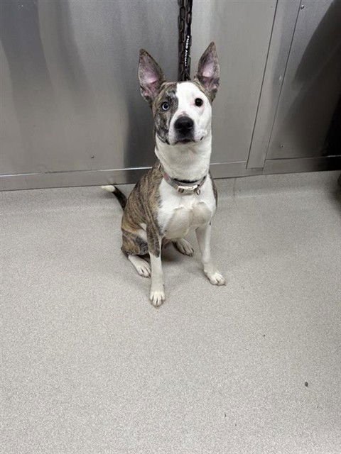 XENA - Pit Bull Terrier available for adoption