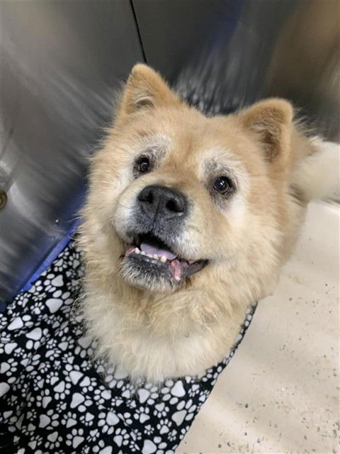 TAZ - Chow Chow available for adoption