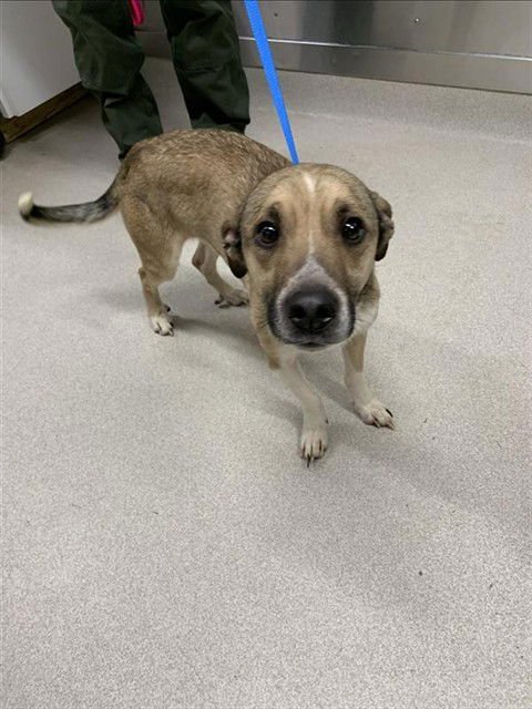 BANDIT - Chihuahua / Labrador Retriever available for adoption