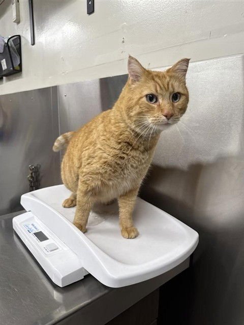 PONGO - Domestic Short Hair available for adoption