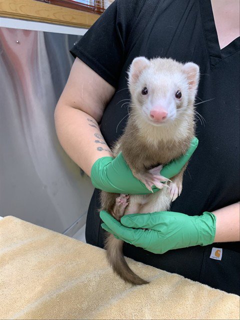 TOENAIL - Ferret available for adoption