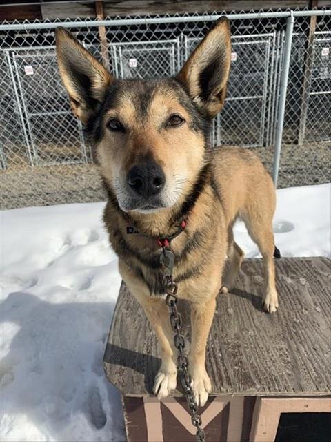 TOPH - Husky for adoption in Fairbanks
